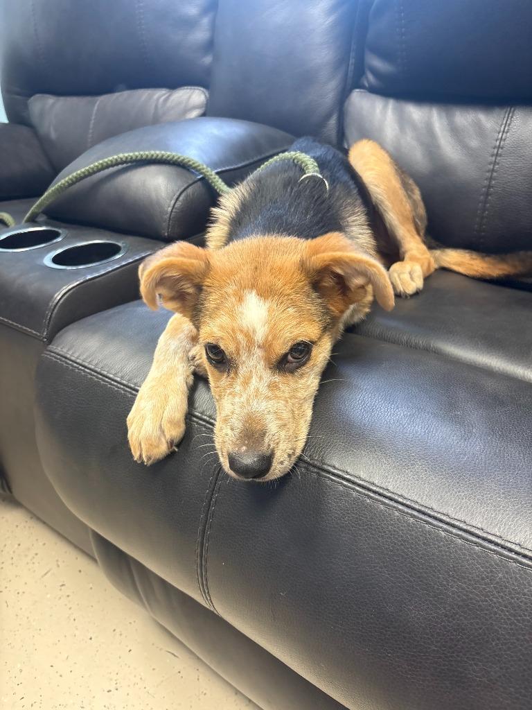 Enlarge Dill Pickle, a Adoptable mixed breed in Blountville, TN image 3/6