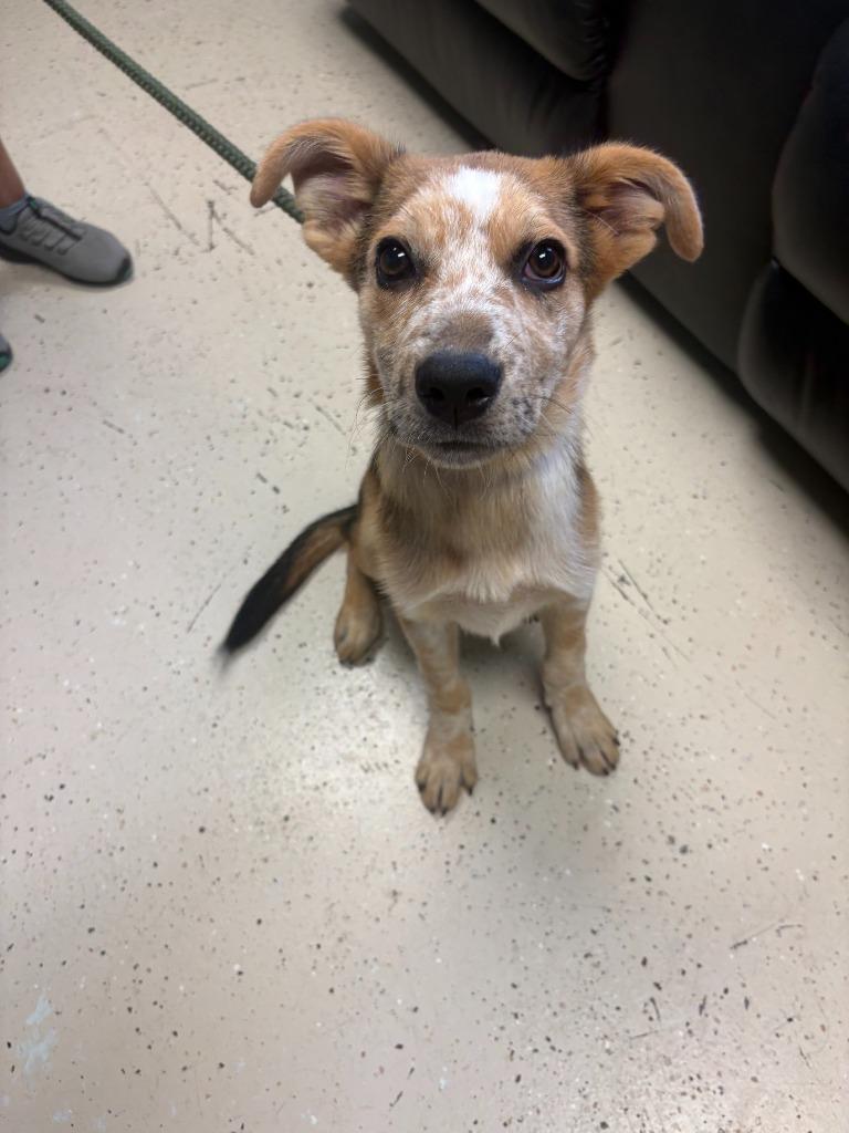Enlarge Dill Pickle, a Adoptable mixed breed in Blountville, TN image 4/6