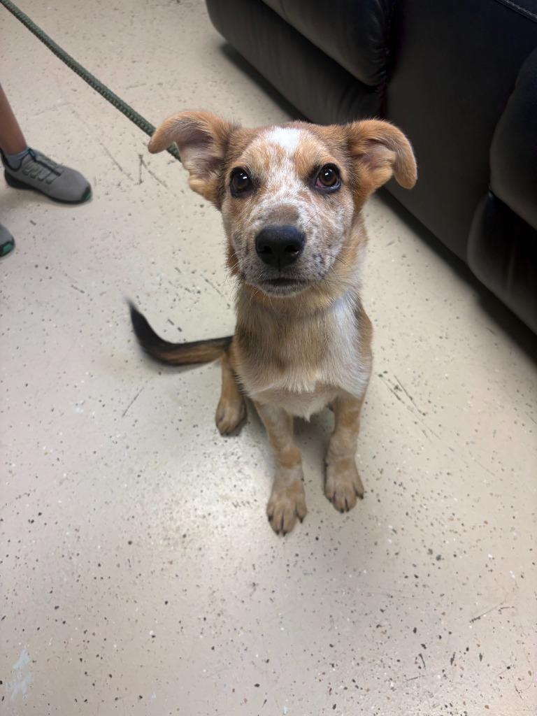 Enlarge Dill Pickle, a Adoptable mixed breed in Blountville, TN image 5/6