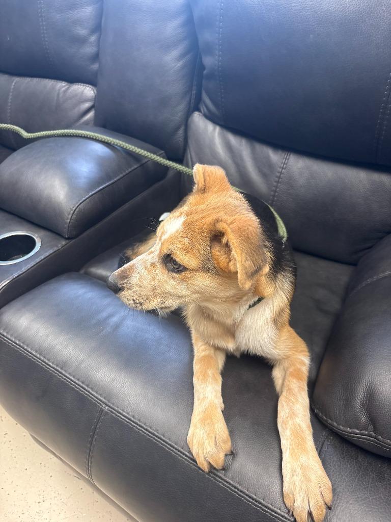 Enlarge Dill Pickle, a Adoptable mixed breed in Blountville, TN image 6/6