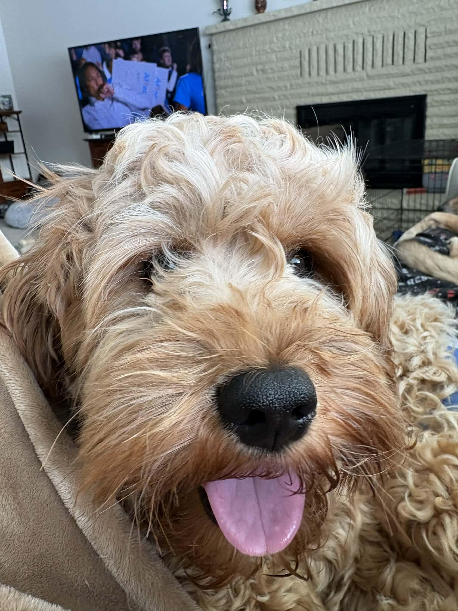 Enlarge Apollo, an adopted Goldendoodle in Paw Paw, MI image 2/5
