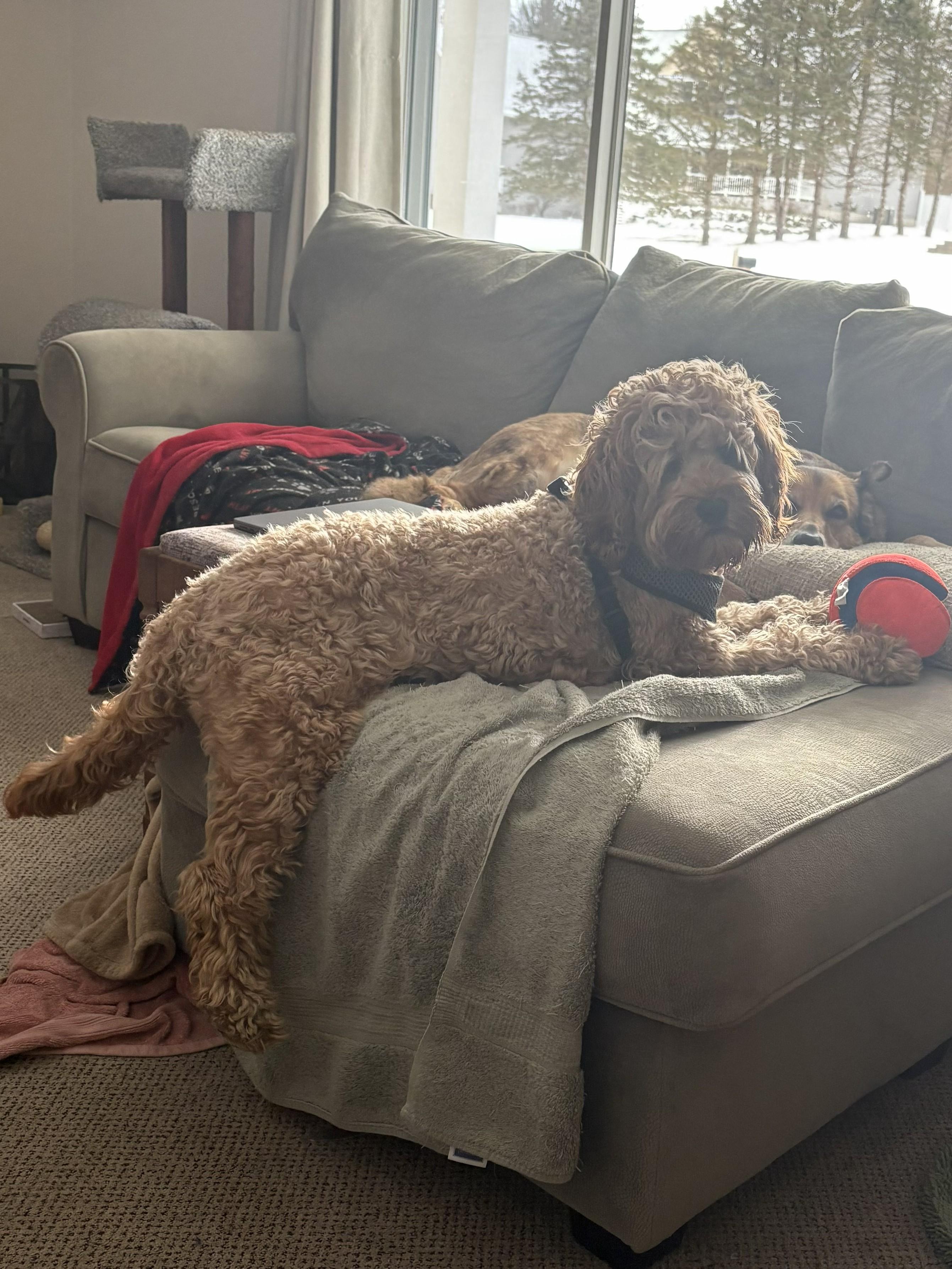 Enlarge Apollo, an adopted Goldendoodle in Paw Paw, MI image 4/5