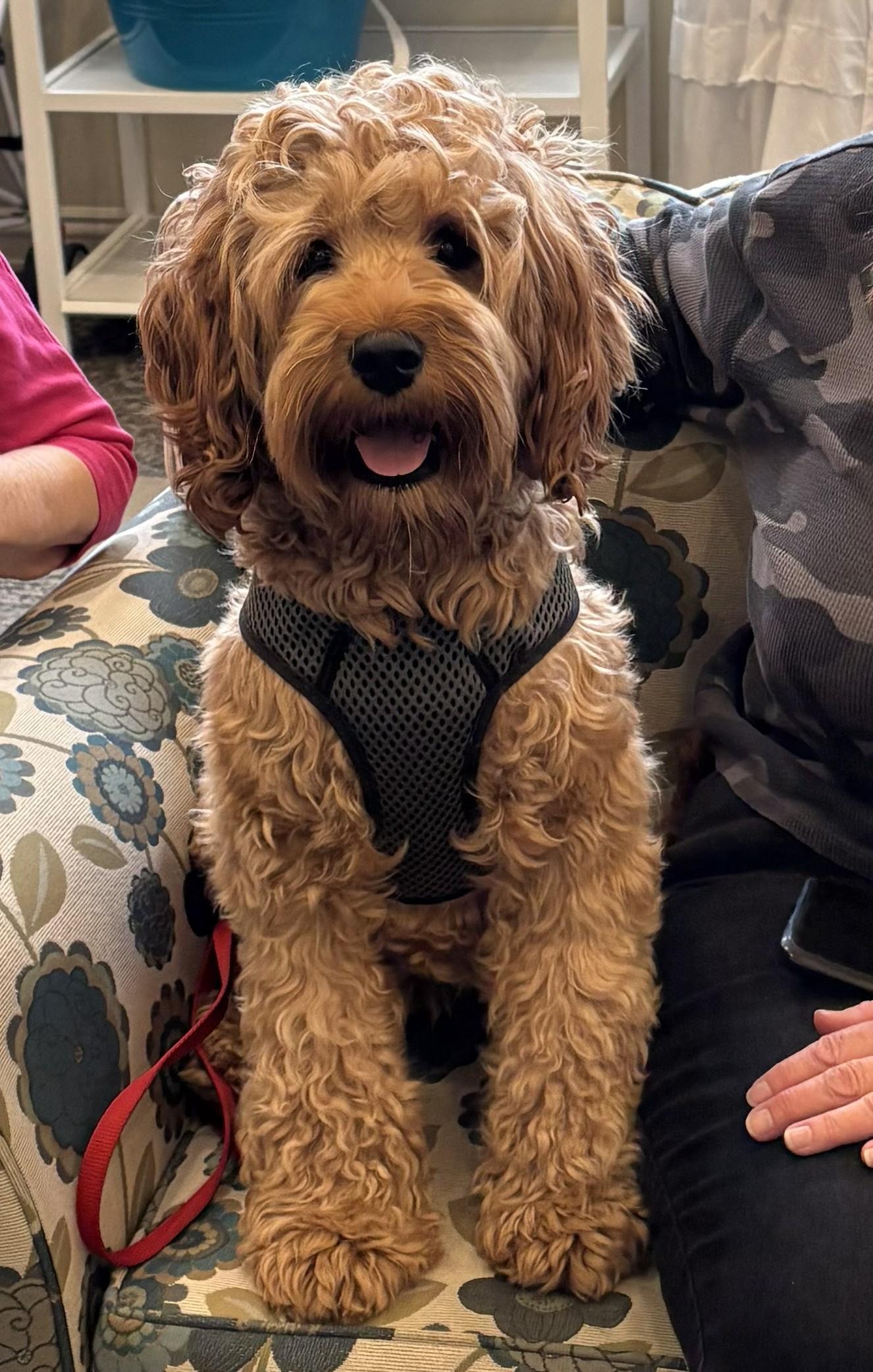 Enlarge Apollo, an adopted Goldendoodle in Paw Paw, MI image 3/5