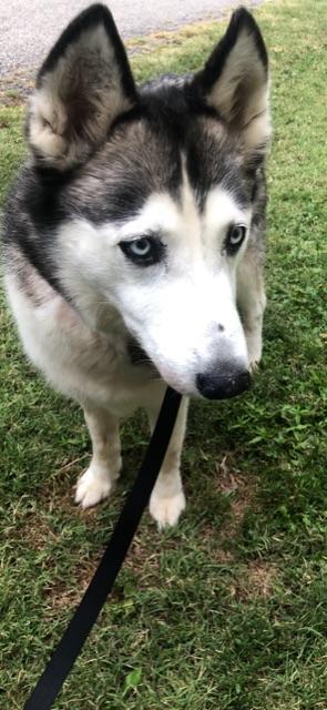 MISKA!!, adopted, Senior Female Siberian Husky.