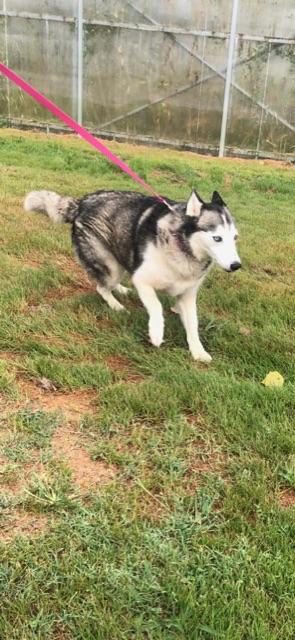 Enlarge MISKA!!, an adopted Siberian Husky in Owensboro, KY image 2/6