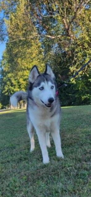 Enlarge MISKA!!, an adopted Siberian Husky in Owensboro, KY image 3/6