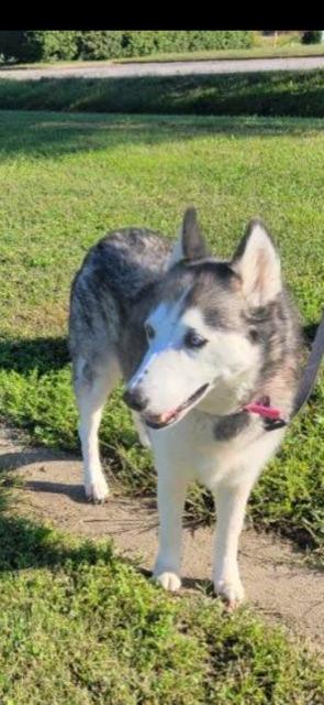 Enlarge MISKA!!, an adopted Siberian Husky in Owensboro, KY image 4/6
