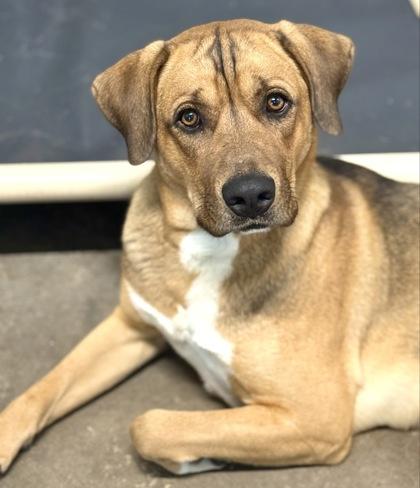 Ruger — thumbnail 2