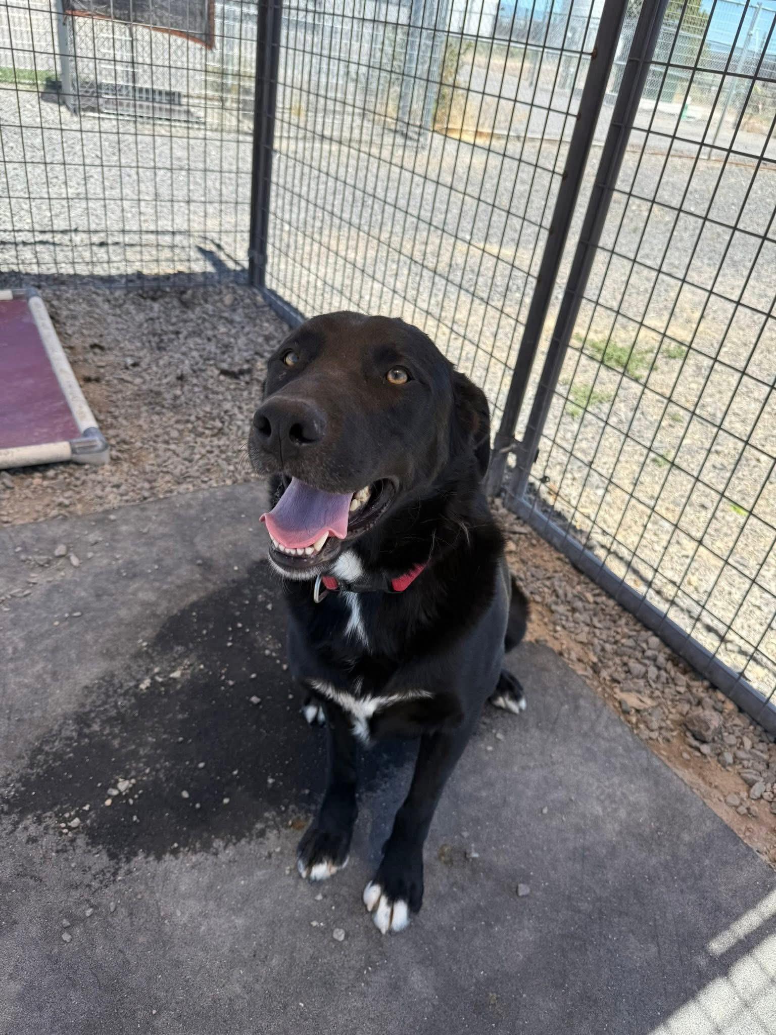 Dex