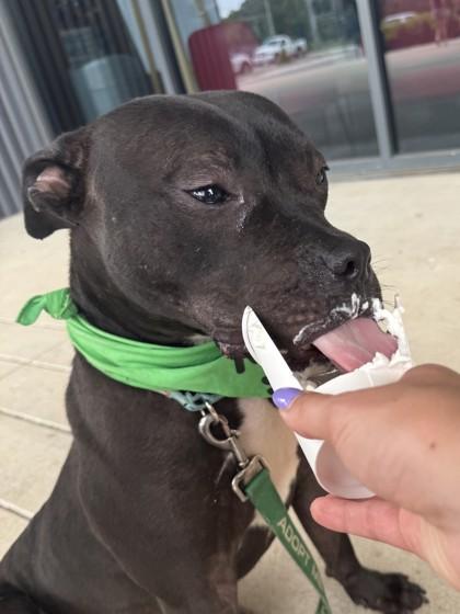 Matthew, Adoptable, Adult Male Pit Bull Terrier & Mixed Breed.