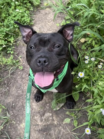 Matthew, a Adoptable mixed breed in Kansas City, MO image 2/3