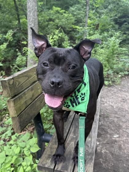 Matthew, a Adoptable mixed breed in Kansas City, MO image 2/3