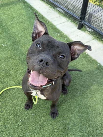 Matthew, a Adoptable mixed breed in Kansas City, MO image 3/3