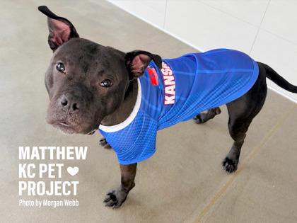 Matthew, a Adoptable mixed breed in Kansas City, MO image 3/3