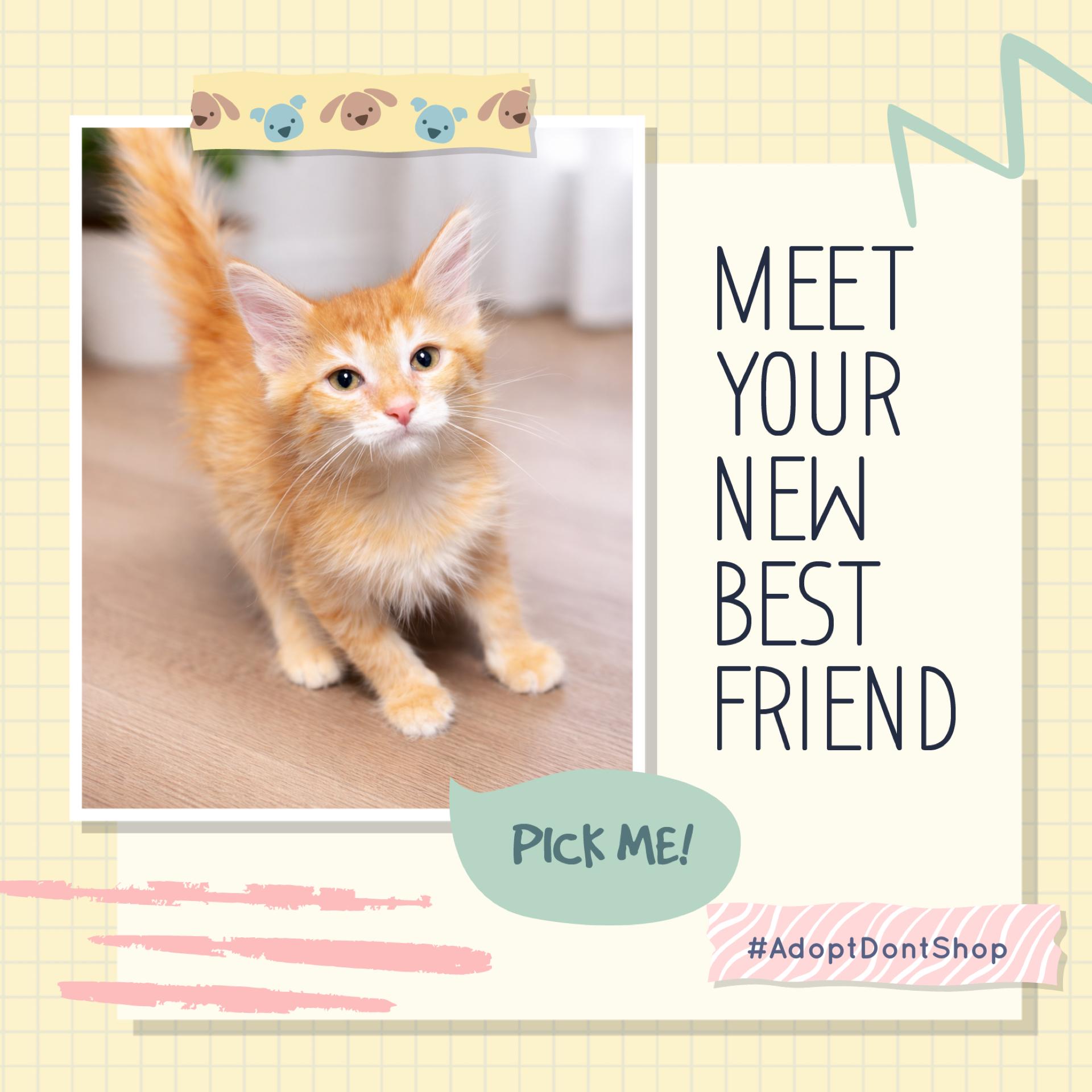 Enlarge Caesar , an adopted Tabby in Saginaw, MI image 2/3