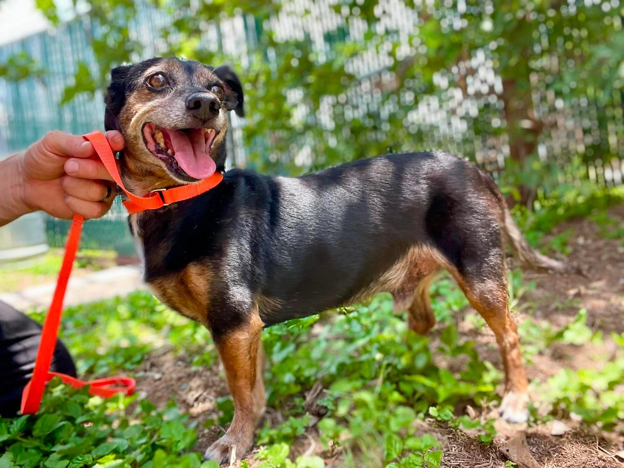 Gator Jack, a ADOPTABLE mixed breed in St Catharines, ON image 4/5