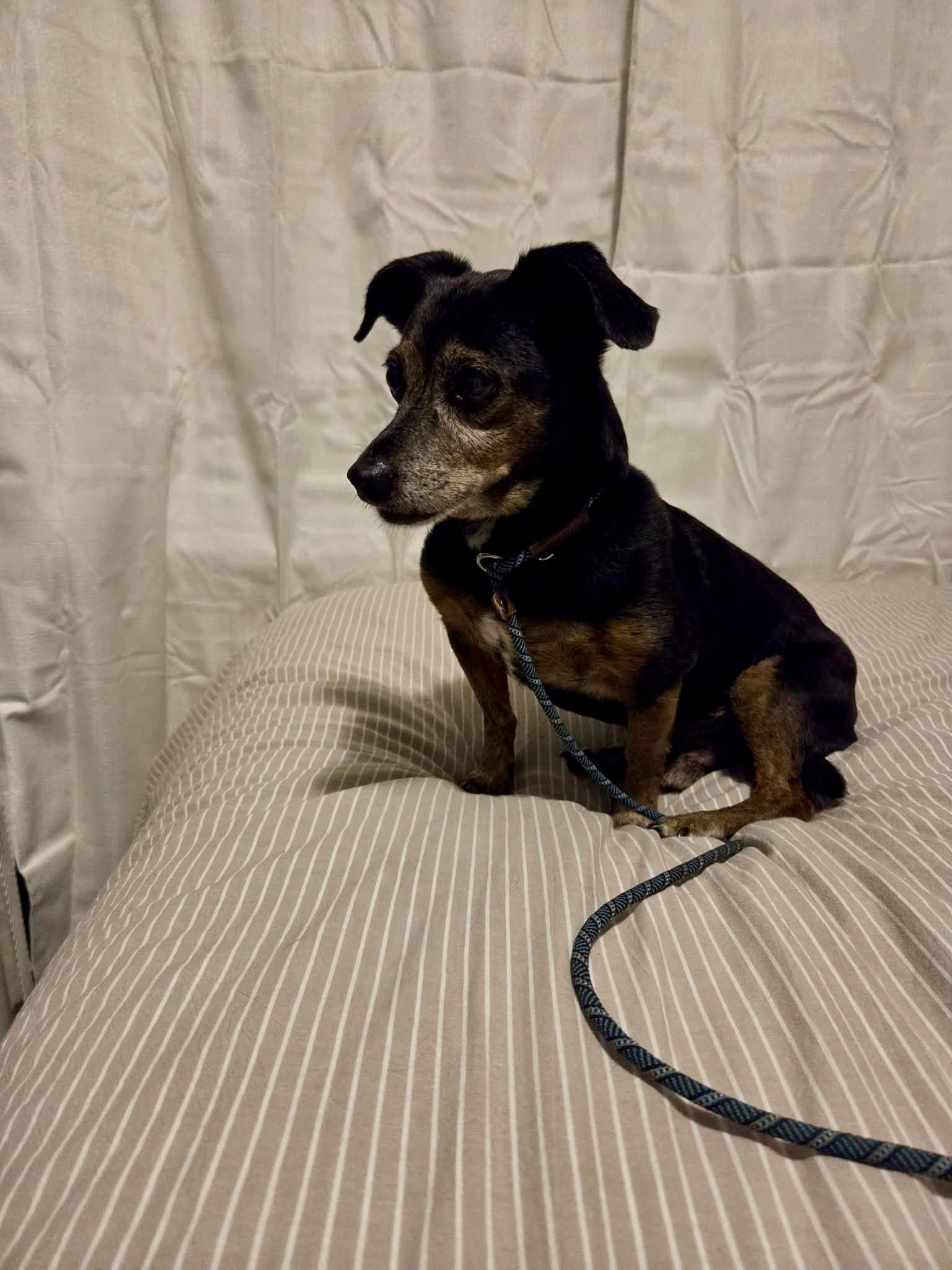 Gator Jack, a ADOPTABLE mixed breed in St Catharines, ON image 3/5