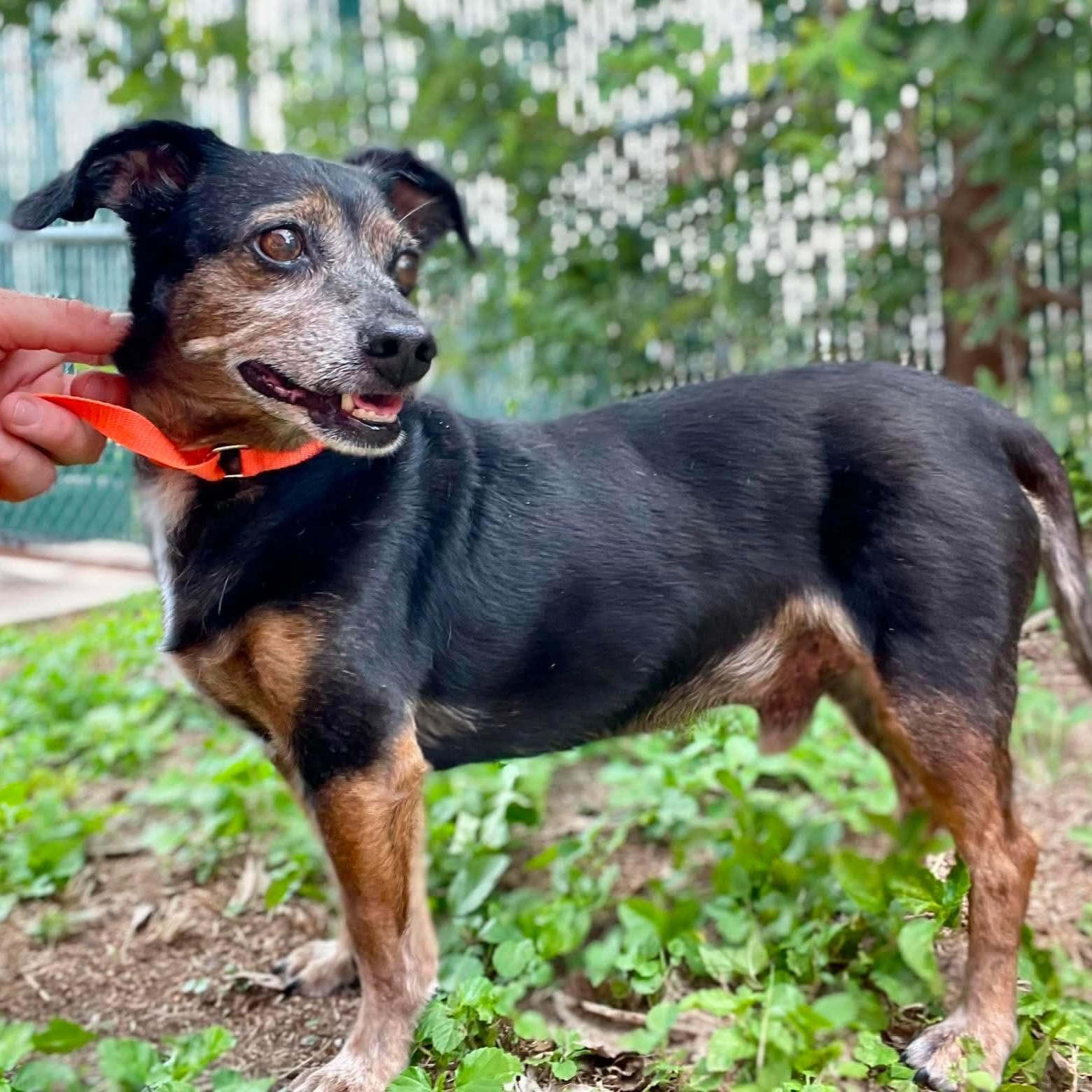 Gator Jack, a ADOPTABLE mixed breed in St Catharines, ON image 1/5