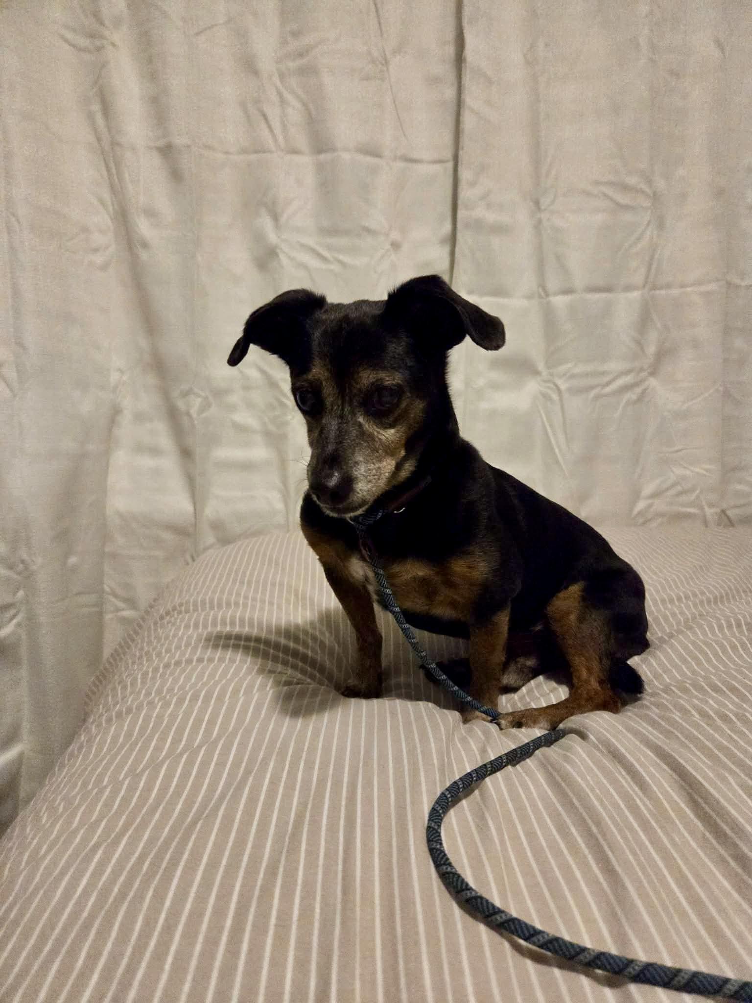 Gator Jack, a ADOPTABLE mixed breed in St Catharines, ON image 2/5