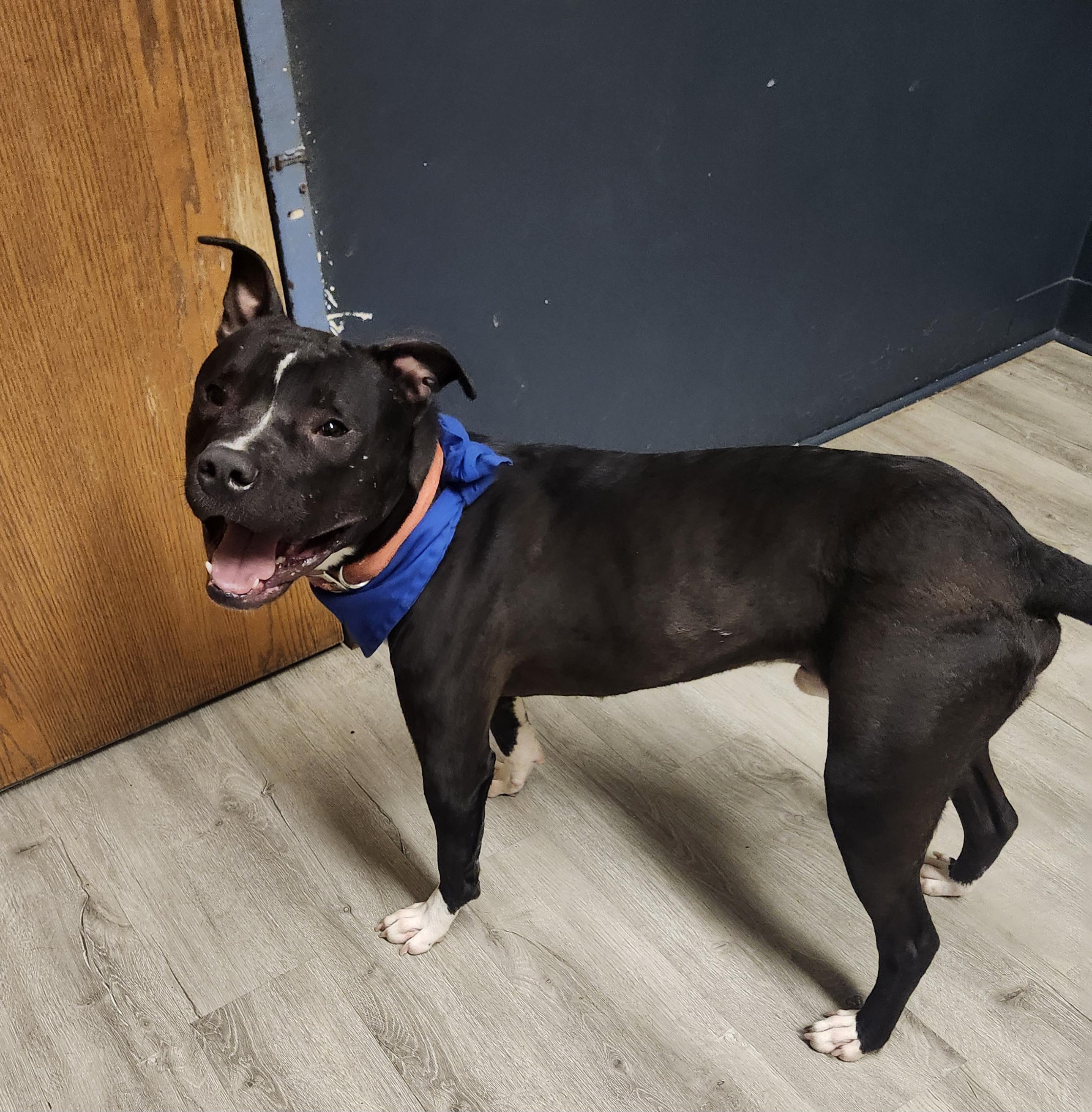 Harrison thumbnail 2