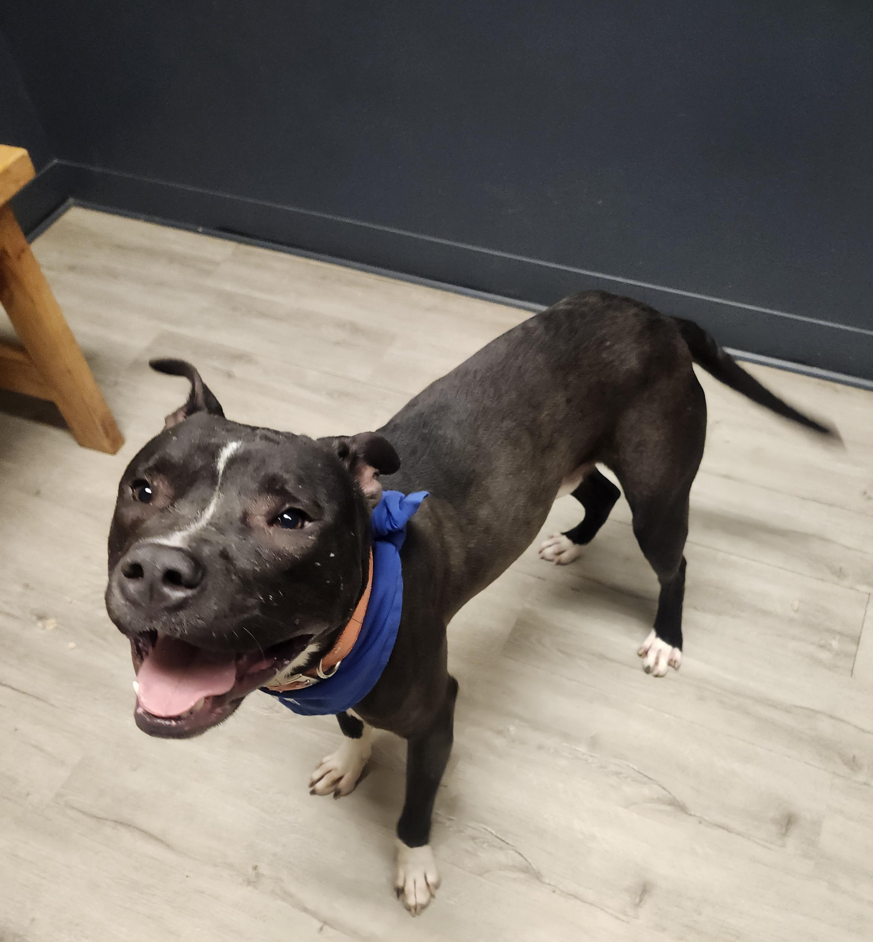 Harrison thumbnail 4