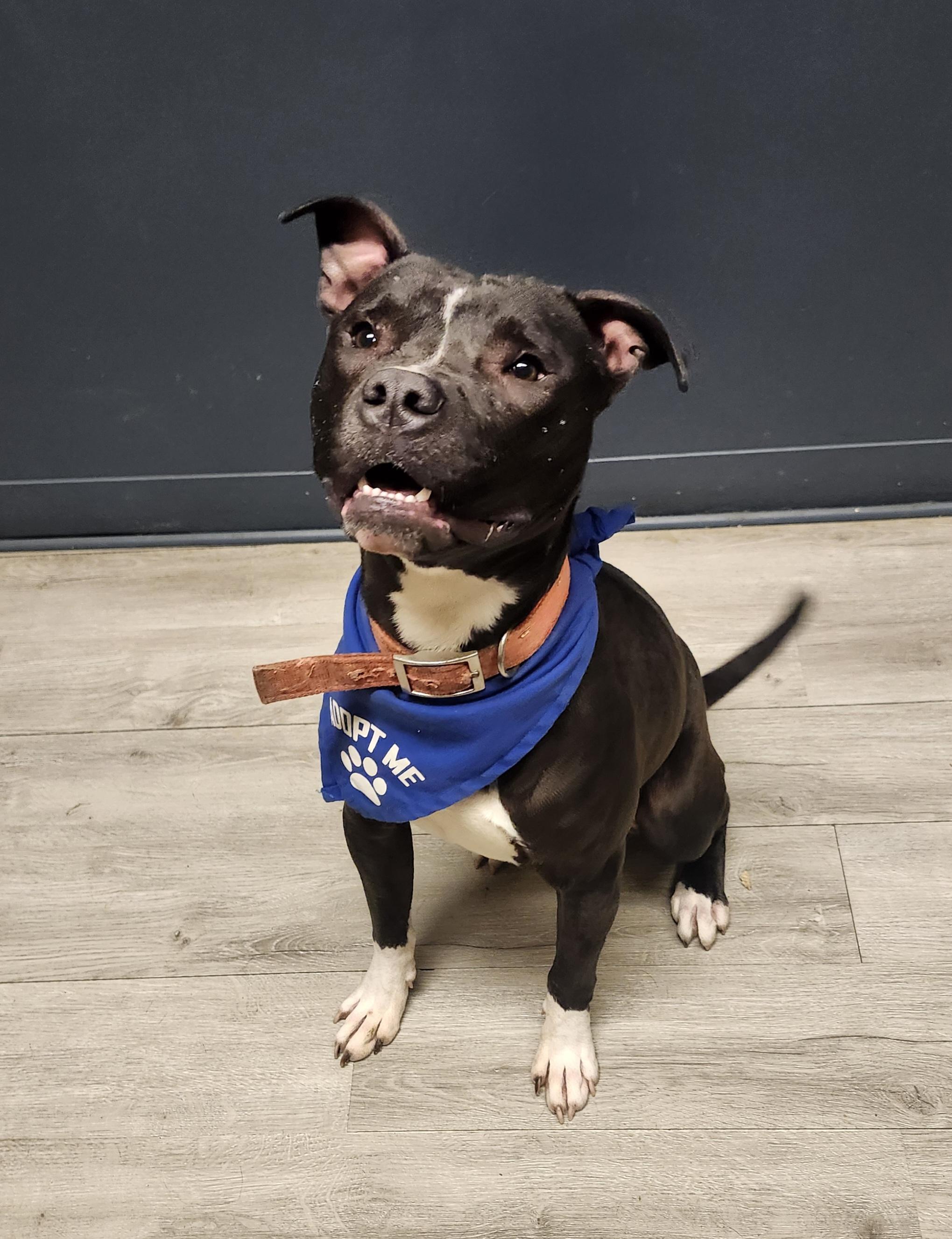 Harrison thumbnail 5