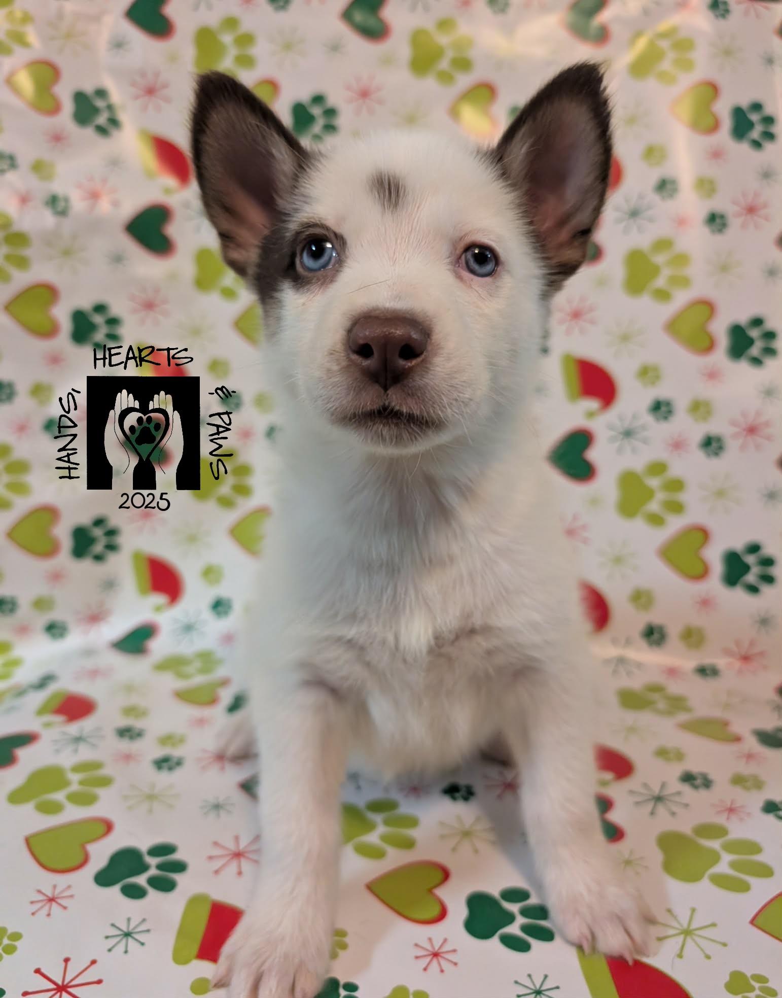 Enlarge Santa Claus, a Adoptable mixed breed in Omaha, NE image 1/1