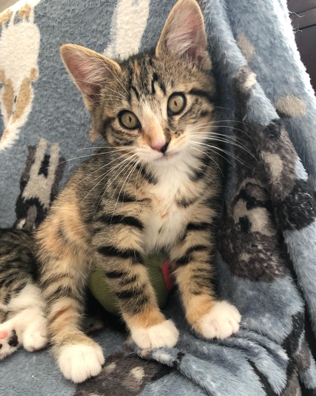 Gardenia, a Adoptable Domestic Short Hair in San Francisco, CA image 1/6