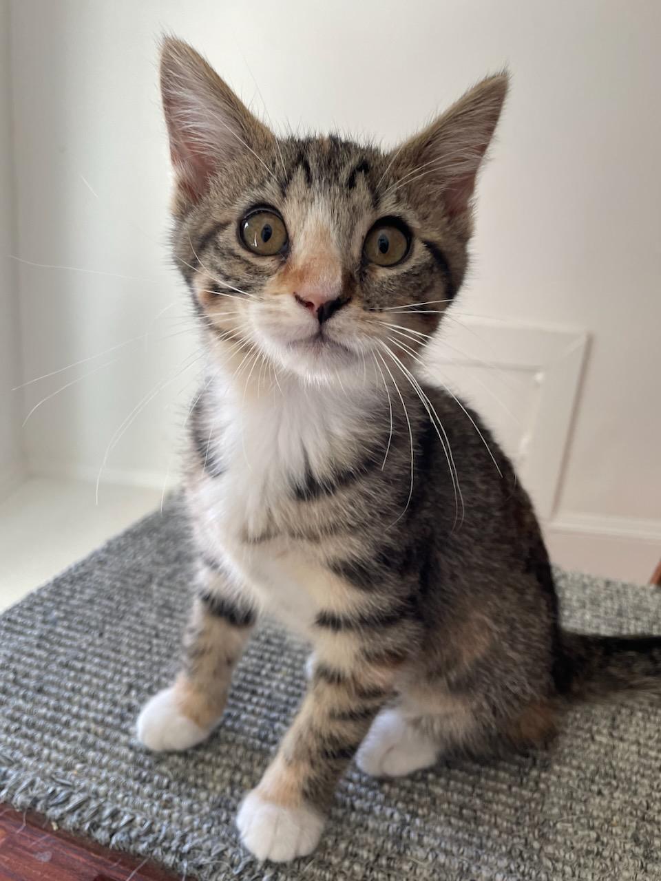 Gardenia, a Adoptable Domestic Short Hair in San Francisco, CA image 2/6