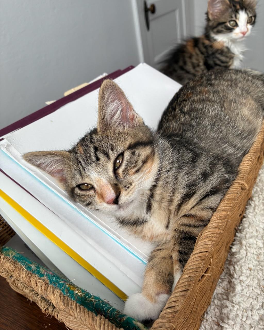 Gardenia, a Adoptable Domestic Short Hair in San Francisco, CA image 3/6