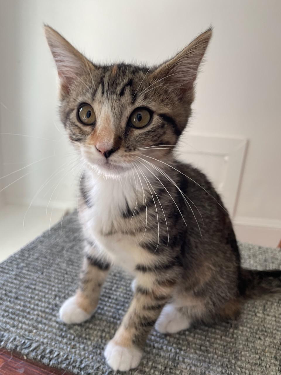 Gardenia, a Adoptable Domestic Short Hair in San Francisco, CA image 4/6