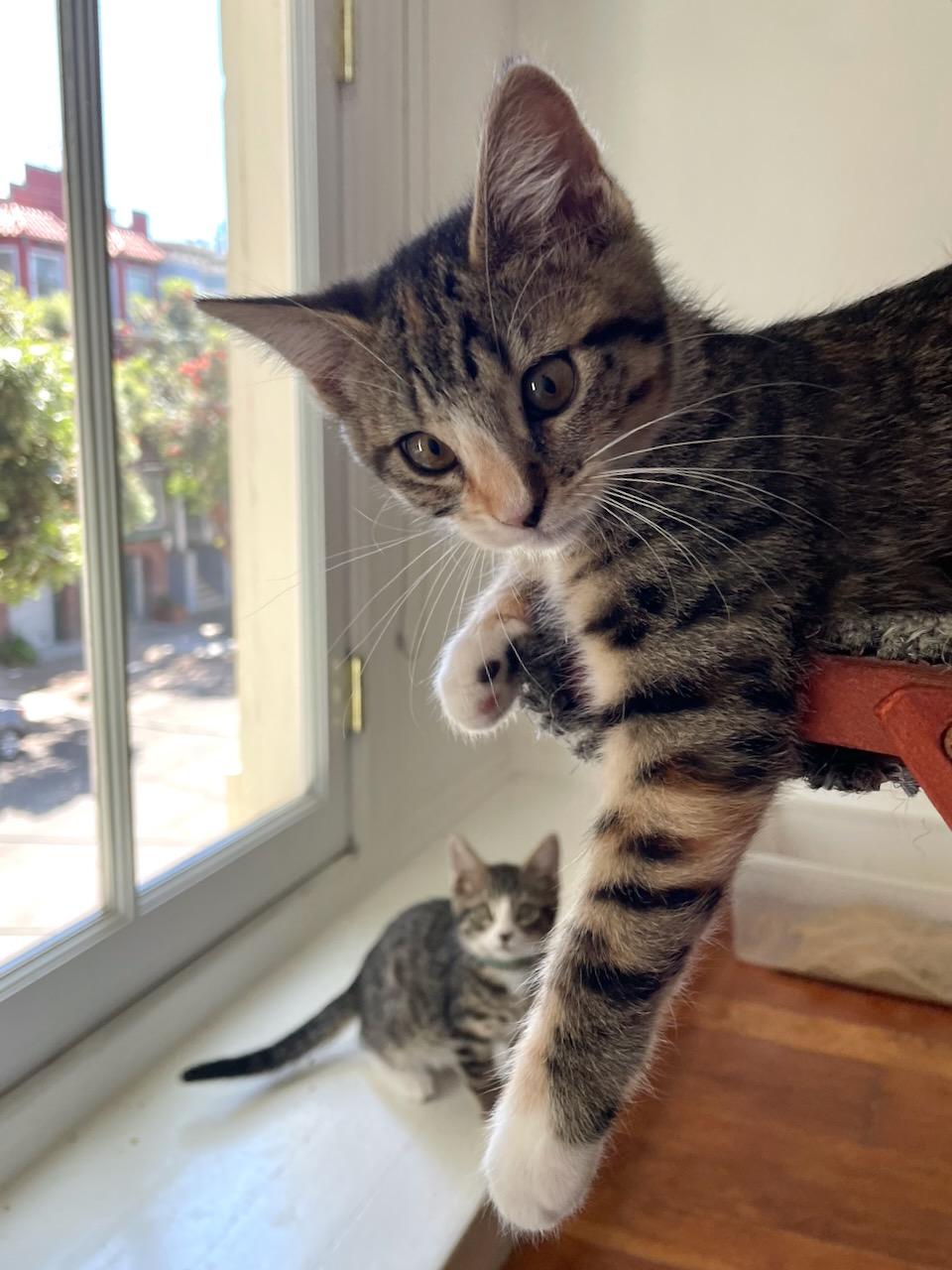 Gardenia, a Adoptable Domestic Short Hair in San Francisco, CA image 5/6