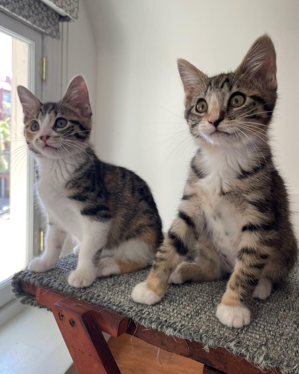 Gardenia, a Adoptable Domestic Short Hair in San Francisco, CA image 6/6