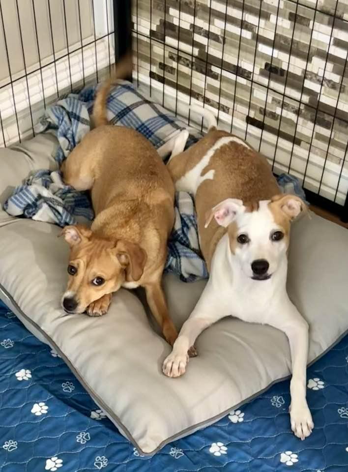 Ellie 2, a Adopted mixed breed in Phoenix, AZ image 1/3