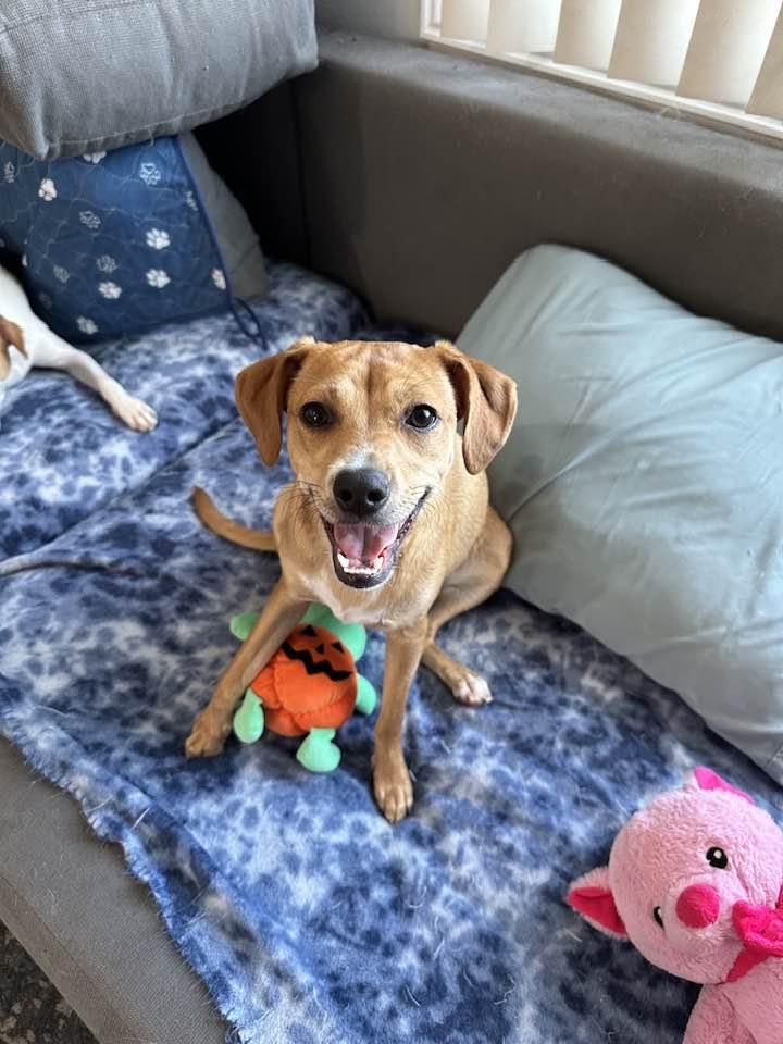 Ellie 2, a Adopted mixed breed in Phoenix, AZ image 2/3