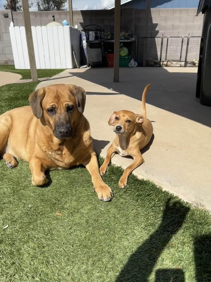 Ellie 2, a Adopted mixed breed in Phoenix, AZ image 3/3