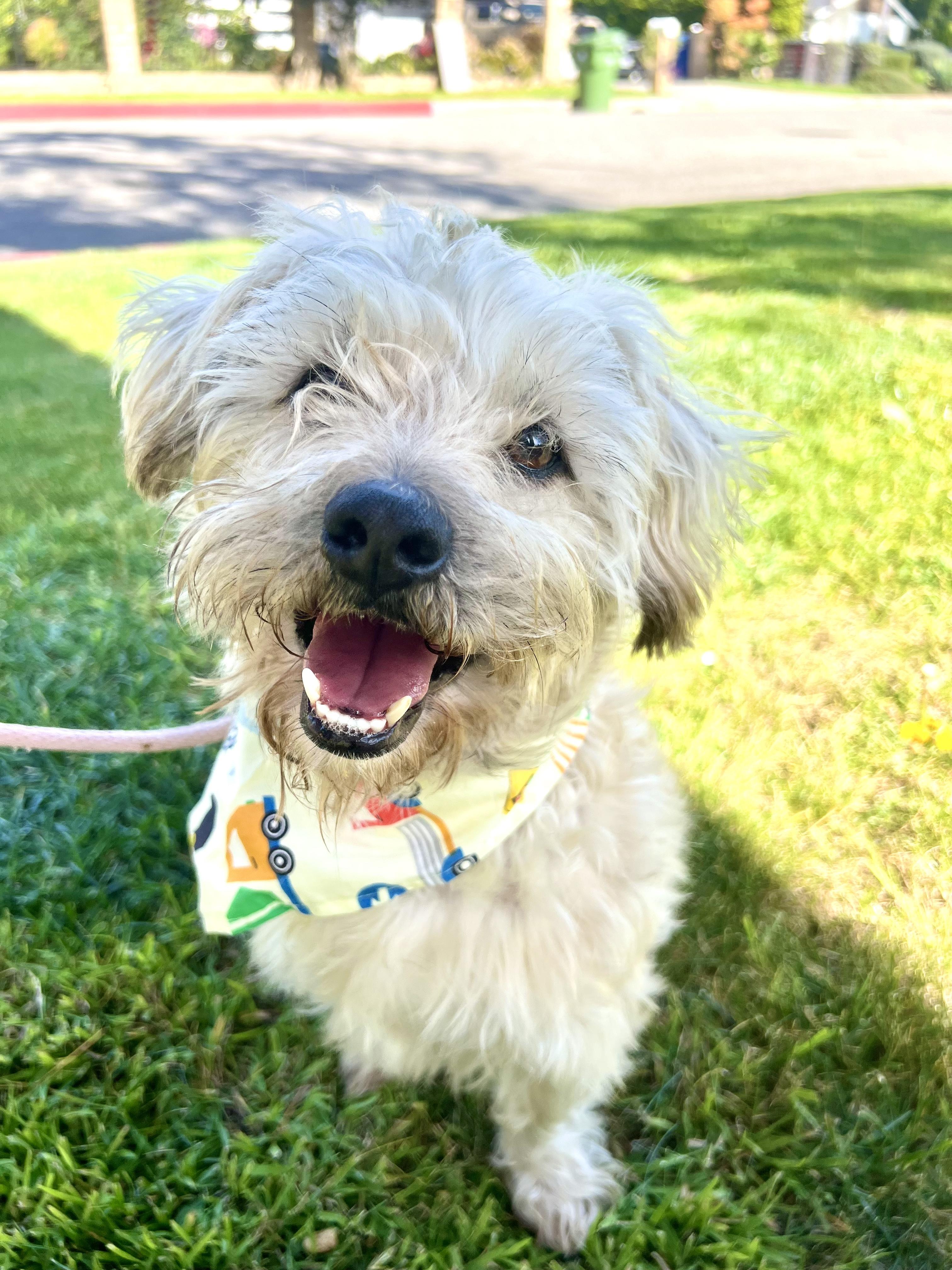 Enlarge Toby, an adopted mixed breed in Woodland Hills, CA image 1/1