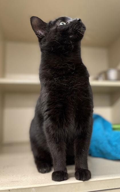 Patch, Adoptable, Adult Female Domestic Short Hair & Domestic Short Hair.