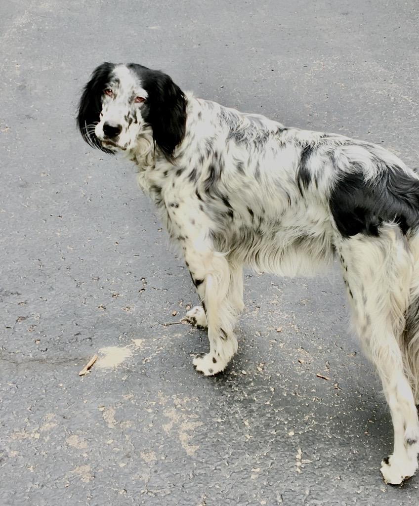 Annie- Courtesy Listing, Adopted, Senior Female English Setter.