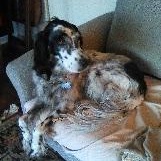 Annie- Courtesy Listing, Adoptable, Senior Female English Setter.