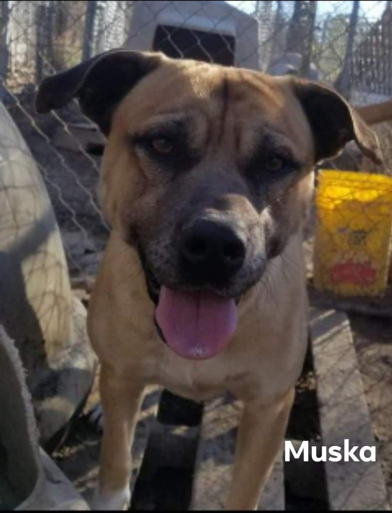 Muska, a Adoptable mixed breed in El Dorado, AR image 1/3