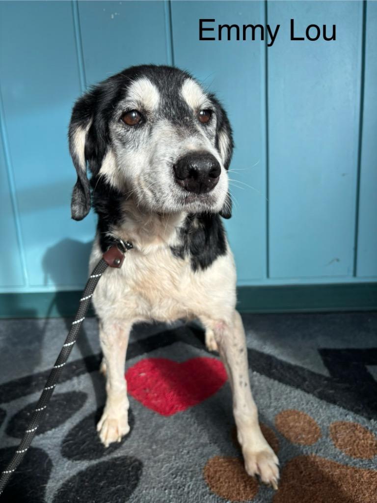 B4 Emmy Lou, Adoptable, Senior Female Beagle & Hound.