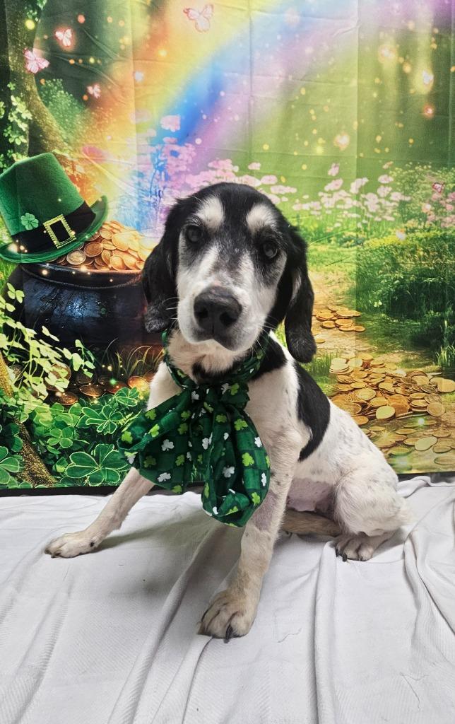 Enlarge B4 Emmy Lou, a Adoptable mixed breed in Wabash, IN image 2/2