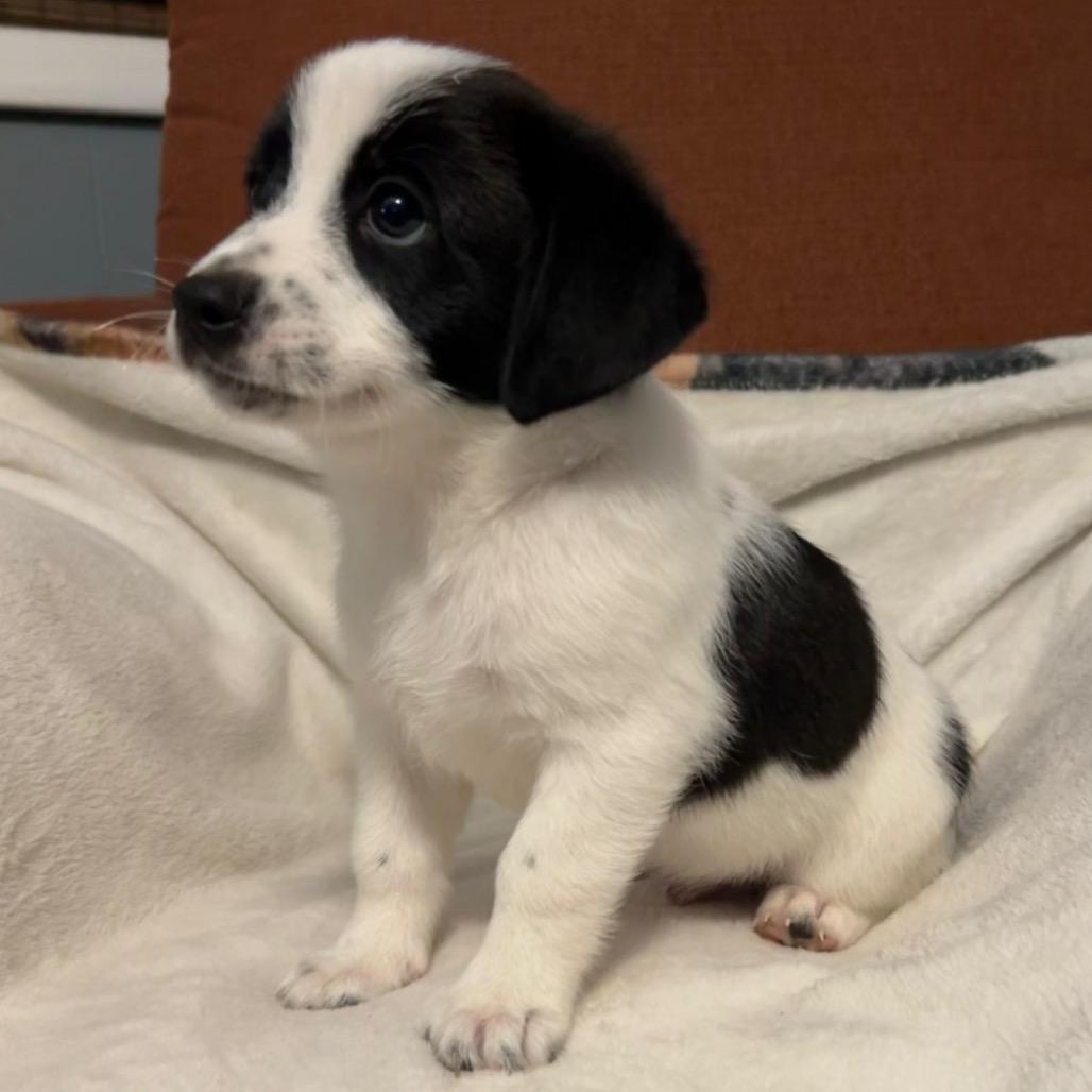 MOO - Miniature Dachshund / Mixed Breed for adoption in Birmingham