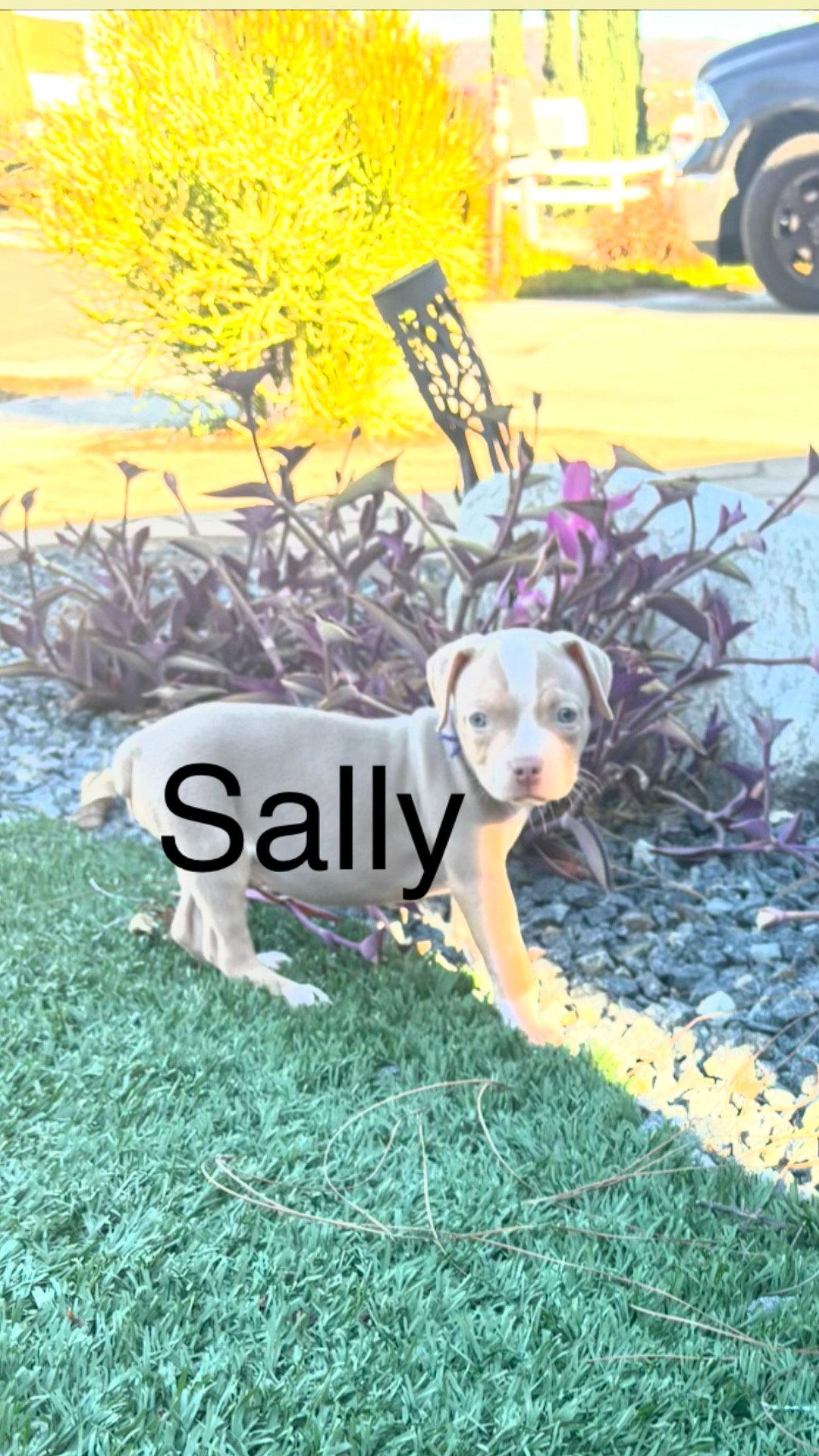 Sweetie's Treats- Sally, Adoptable, Puppy Female American Staffordshire Terrier.