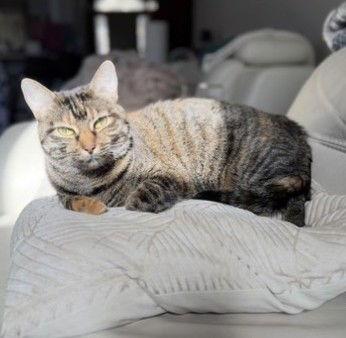 Pica, a Adoptable mixed breed in Garland, TX image 3/3