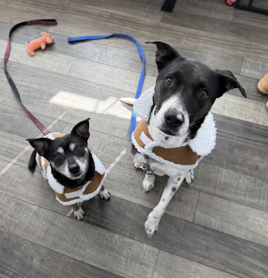 Mr Maxxy, a ADOPTABLE mixed breed in Mahwah, NJ image 3/4