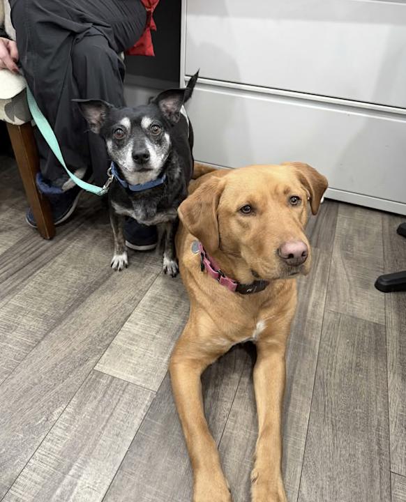 Mr Maxxy, a ADOPTABLE mixed breed in Mahwah, NJ image 4/4