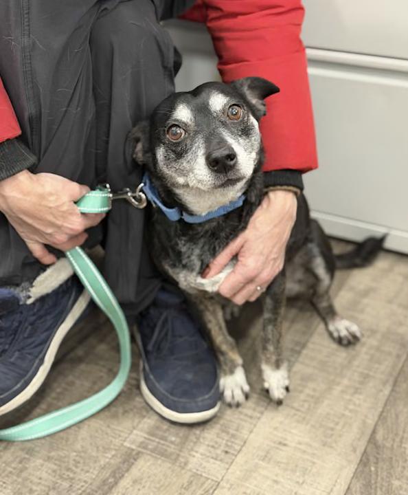 Mr Maxxy, a ADOPTABLE mixed breed in Mahwah, NJ image 1/4