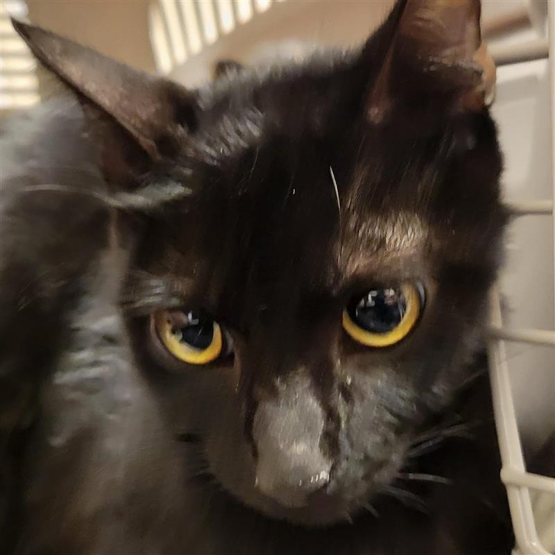 Enlarge Great White Shark, a Adoptable Domestic Short Hair in Tempe, AZ image 1/6